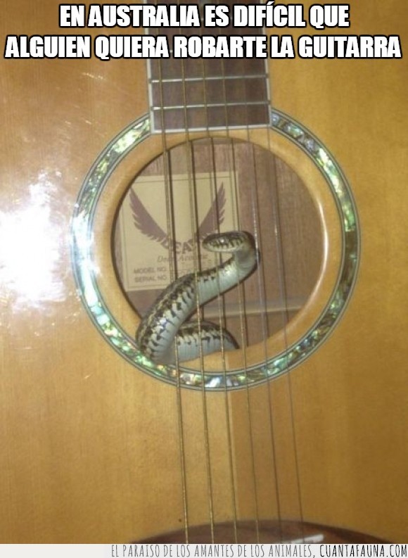 Australia,caja,cuerdas,dentro,guitarra,miedo,serpiente,tocar